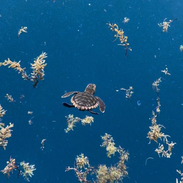 Microplastics in post-hatchling sea&nbsp;turtles
