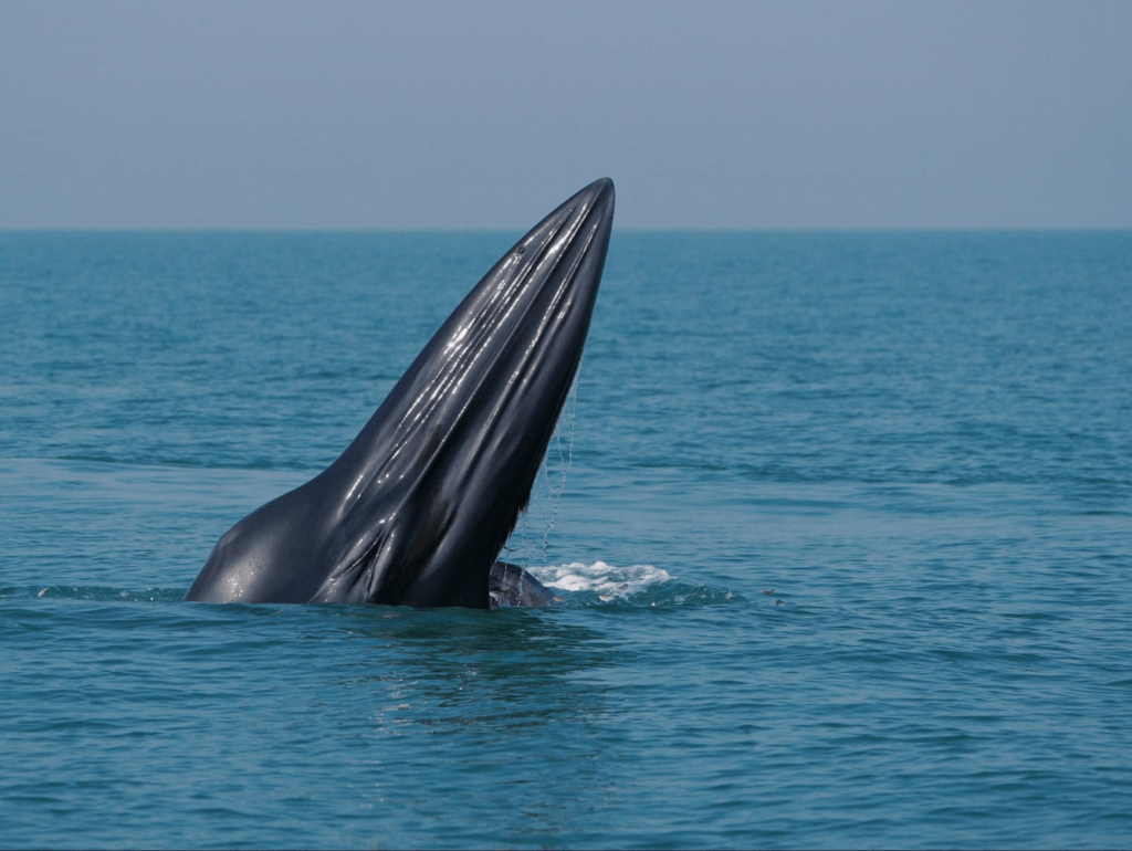 The Removal of Ship Speed Limits in the Gulf of Mexico: A Threat to Rice’s&nbsp;Whales