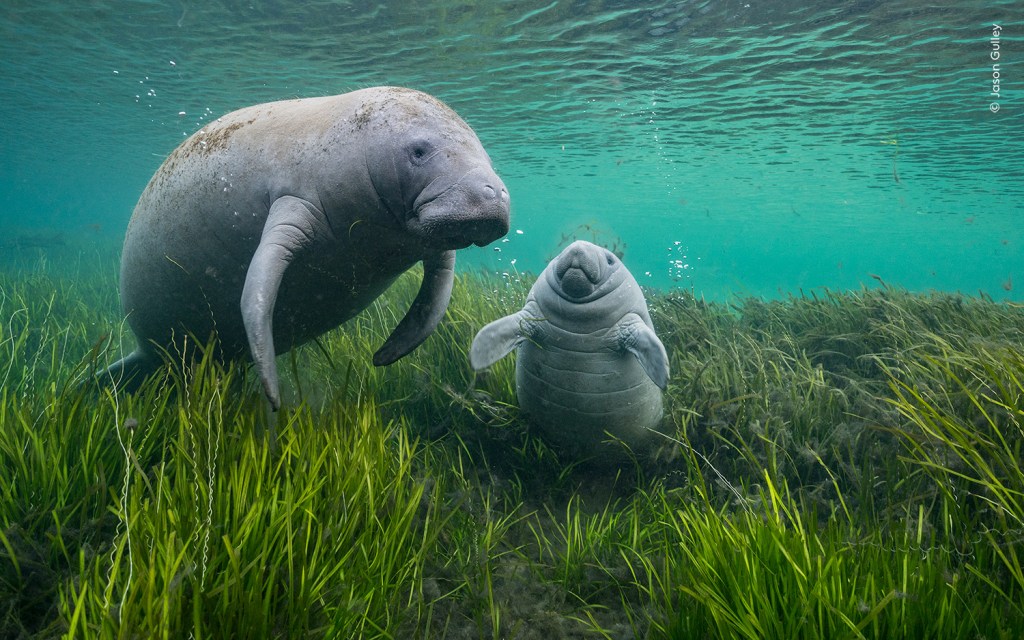November – Manatee Awareness&nbsp;Month